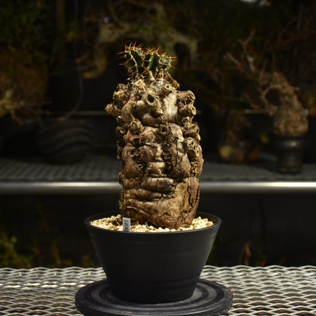 Euphorbia mlanjeana　ユーフォルビア ムランジーナ 発根済現地株 I49
