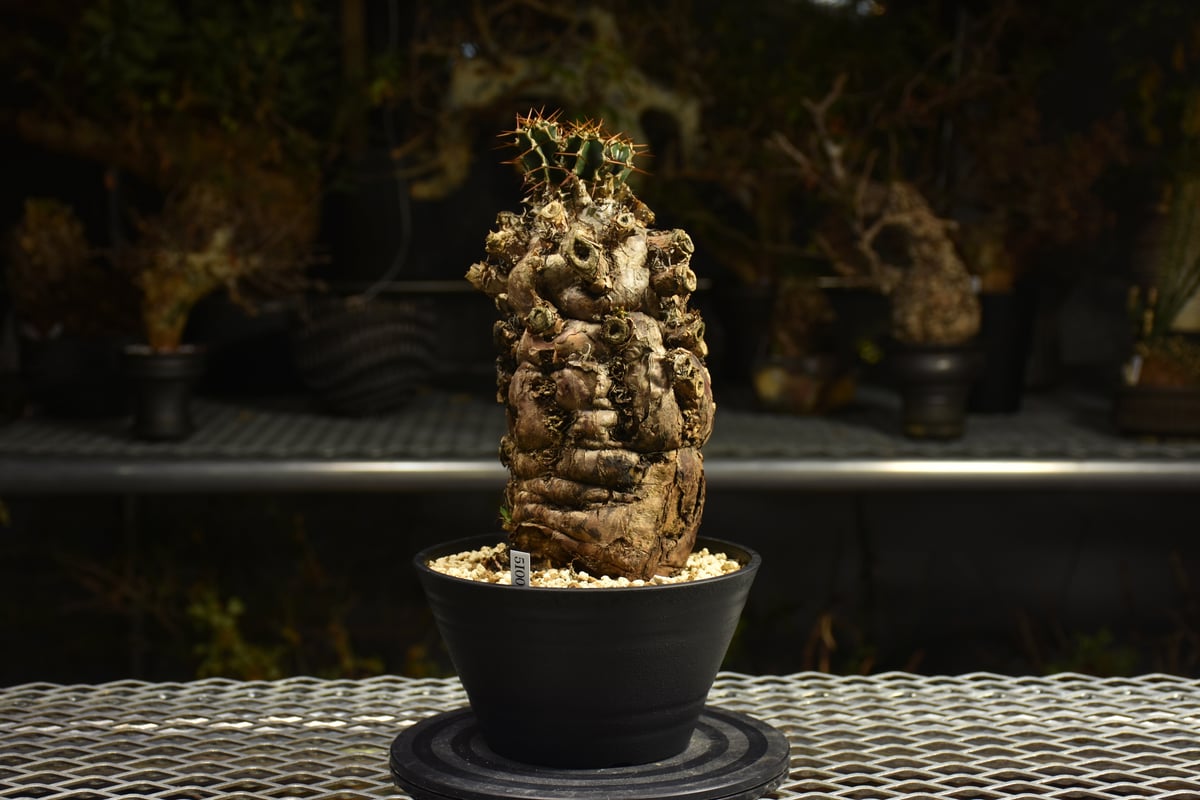 Euphorbia mlanjeana ユーフォルビア ムランジーナ 発根済現地株 I49 |