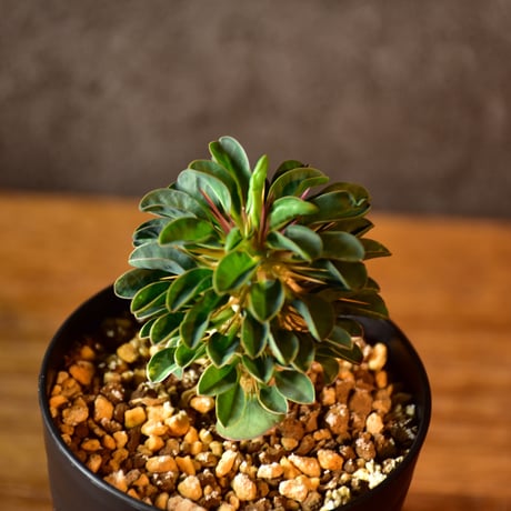 Euphorbia guillauminiana　ユーフォルビア　ギラウミニアナ　実生株 #2