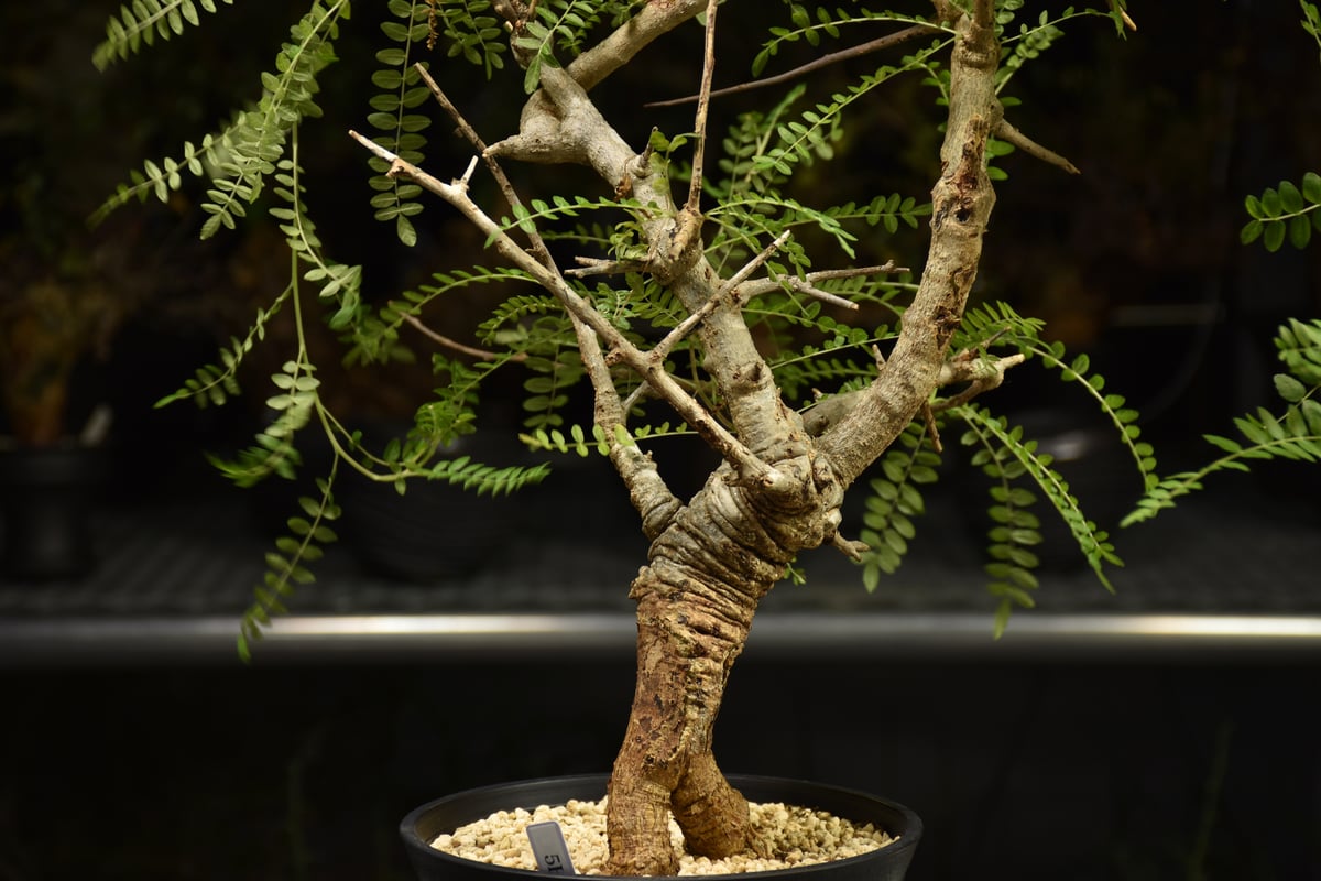Boswellia neglecta ボスウェリア ネグレクタ 発根済現地株 H15 | BO