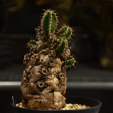 Euphorbia mlanjeana　ユーフォルビア ムランジーナ 発根済現地株 I46