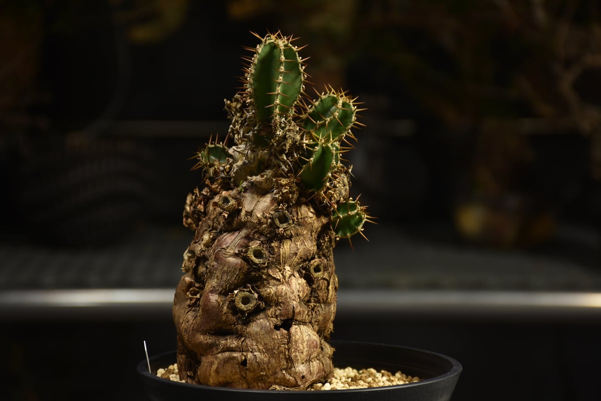Euphorbia mlanjeana ユーフォルビア ムランジーナ 発根済現地株 I46 |