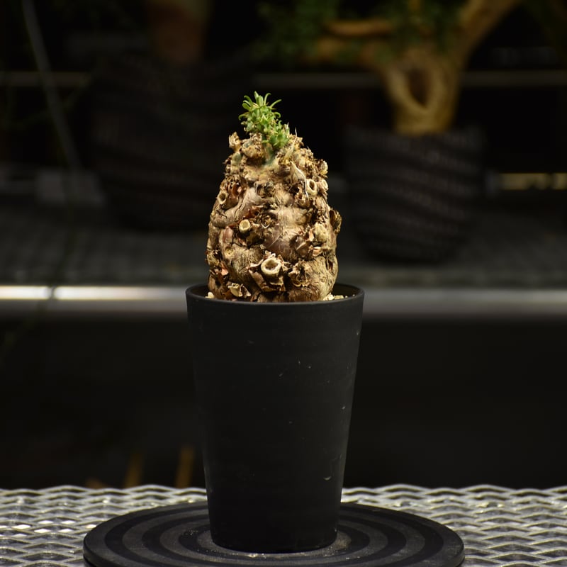 Euphorbia mlanjeana ユーフォルビア ムランジーナ 発根済現地株