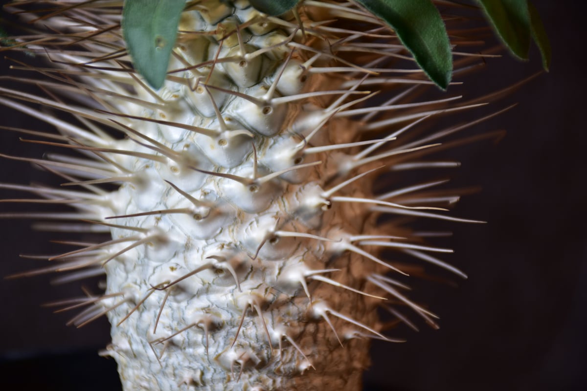 Pachypodium namaquanum パキポディウム ナマクアナム 発根済現地株 #1