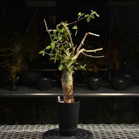 Commiphora holtziana コミフォラ ホルトジアナ 発根済現地株 H17