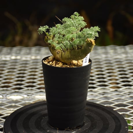 Monsonia herrei　モンソニア ヘレー　発根済現地株 6Bb9