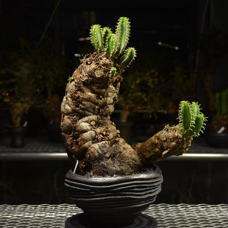 グ*ち様 10 ユーフォルビア ムランジーナ 現地球 現地発根 新鮮 2頭 ベア Euphorbia mlanjeana ユーフォルビア ムランジーナ 発根済現地株