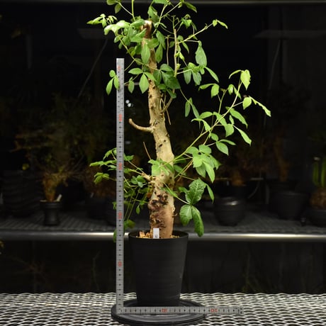 Commiphora holtziana コミフォラ ホルトジアナ 発根済現地株 H23