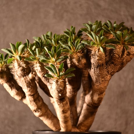 Euphorbia guillauminiana　ユーフォルビア ギラウミニアナ　発根済現地株 #4