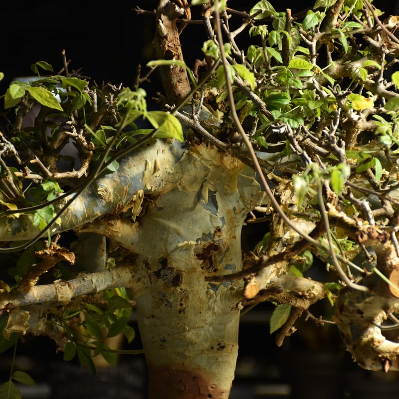 Commiphora holtziana コミフォラ ホルトジアナ 発根済現地株 B4