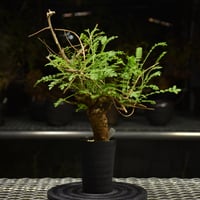 Boswellia neglecta　ボスウェリア ネグレクタ　発根済現地株　H10