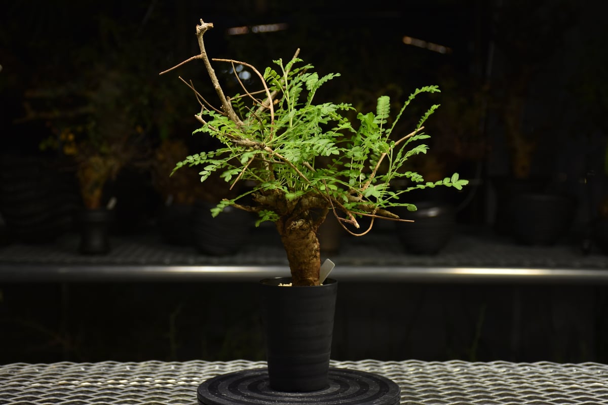 Boswellia neglecta ボスウェリア ネグレクタ 発根済現地株 H10 | BO