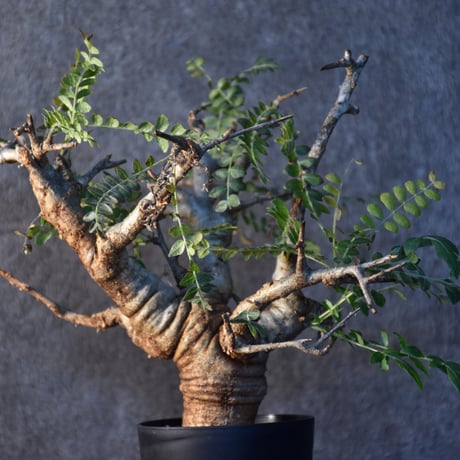 Boswellia neglecta　ボスウェリア ネグレクタ　発根済現地株　#2