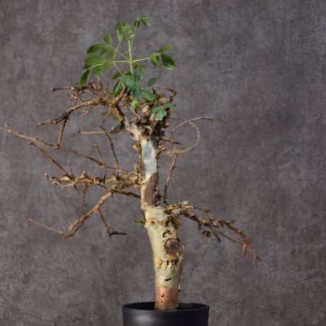 Commiphora holtziana　コミフォラ ホルトジアナ　発根済現地株　#3
