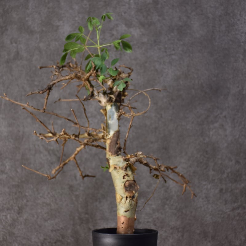 b*y様 コミフォラ クア 未発根 b*y様 コミフォラ クア 未発根 b*y様 コミフォラ クア 未発根