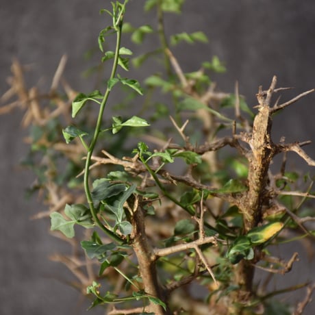 Commiphora campestris var. campestris コミフォラ カンペストリス 発根済現地株 #3