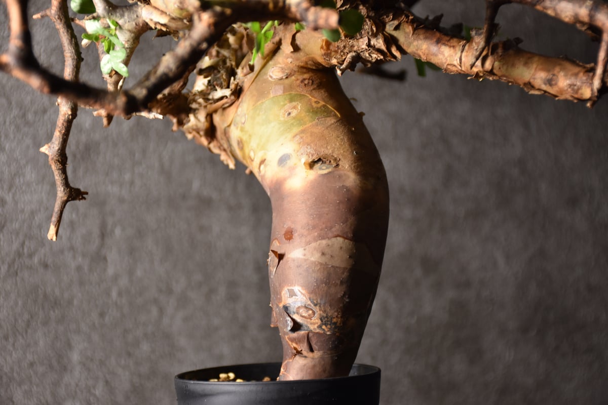 Commiphora kataf pure コミフォラ ピュアカタフ 発根済現地株 3 Commiphora kataf pure コミフォラ ピュアカタフ 発根済現地株 3