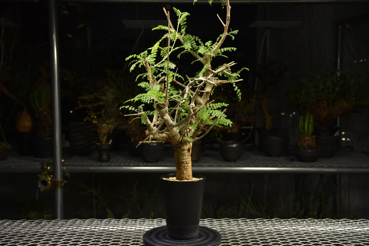 【現地株】ボスウェリア ネグレクタ 【発根済】 Boswellia neglecta ボスウェリア ネグレクタ 発根済現地株 H14