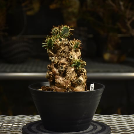 Euphorbia mlanjeana　ユーフォルビア ムランジーナ 発根済現地株 I50