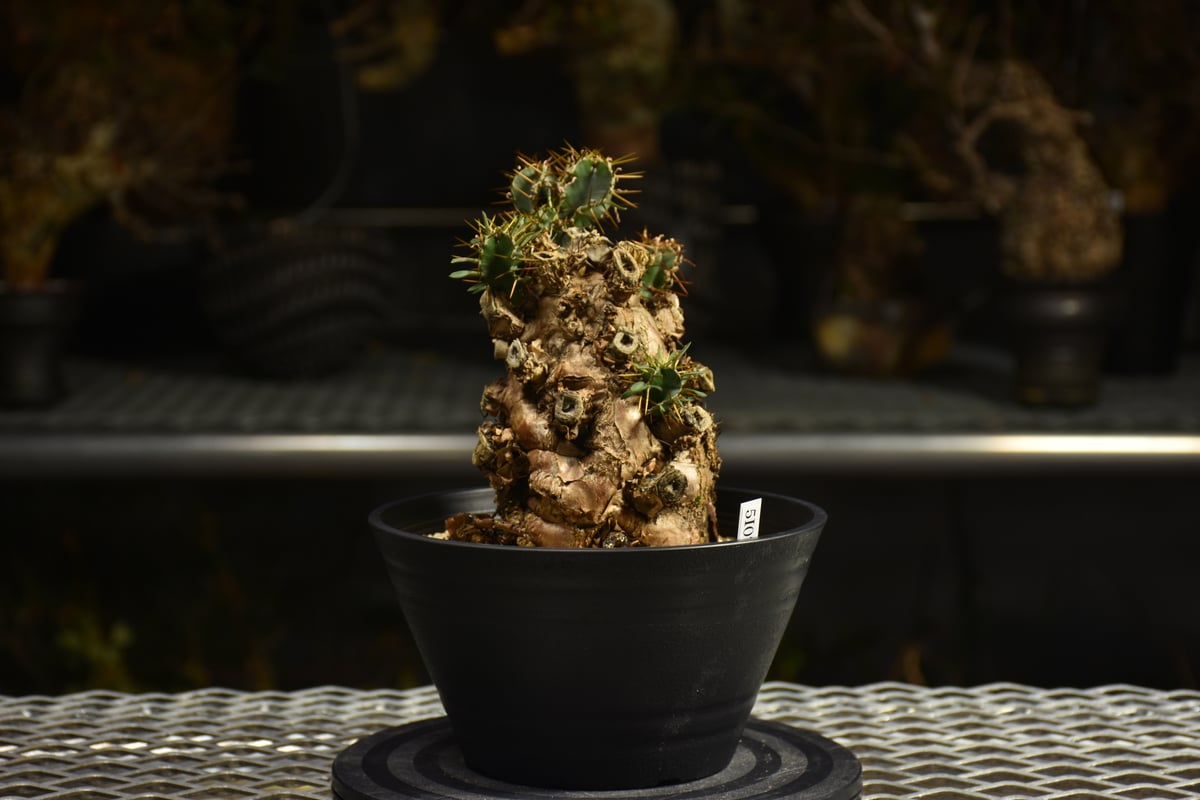 Euphorbia mlanjeana ユーフォルビア ムランジーナ 発根済現地株 I50 |