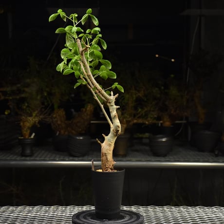 Commiphora holtziana コミフォラ ホルトジアナ 発根済現地株 H26