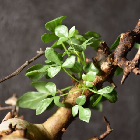 Commiphora kataf pure コミフォラ ピュアカタフ 発根済現地株 4 ソマリア産