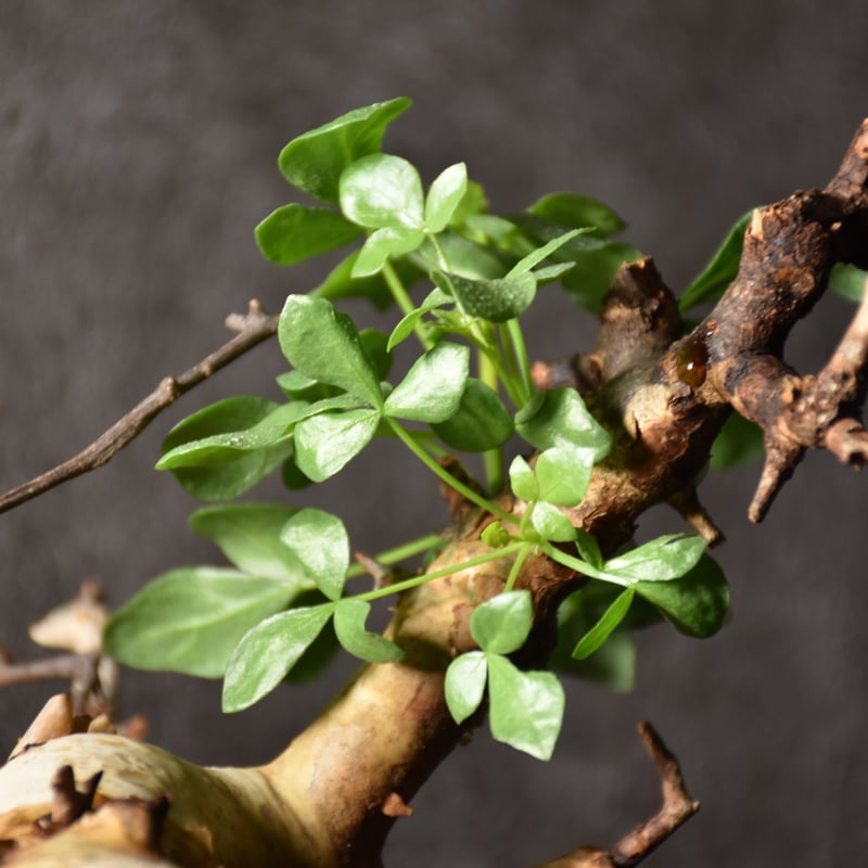 Commiphora kataf pure コミフォラ ピュアカタフ 発根済現地株 4 Commiphora kataf pure コミフォラ ピュアカタフ 発根済現地株 4