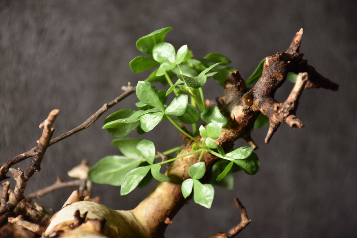 Commiphora kataf pure コミフォラ ピュアカタフ 発根済現地株 4 Commiphora kataf pure コミフォラ ピュアカタフ 発根済現地株 4