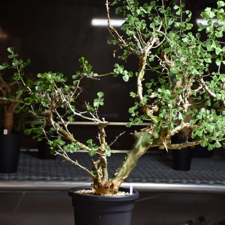 CATEGORY PLANTS | BONDEX CATEGORY PLANTS | BONDEX