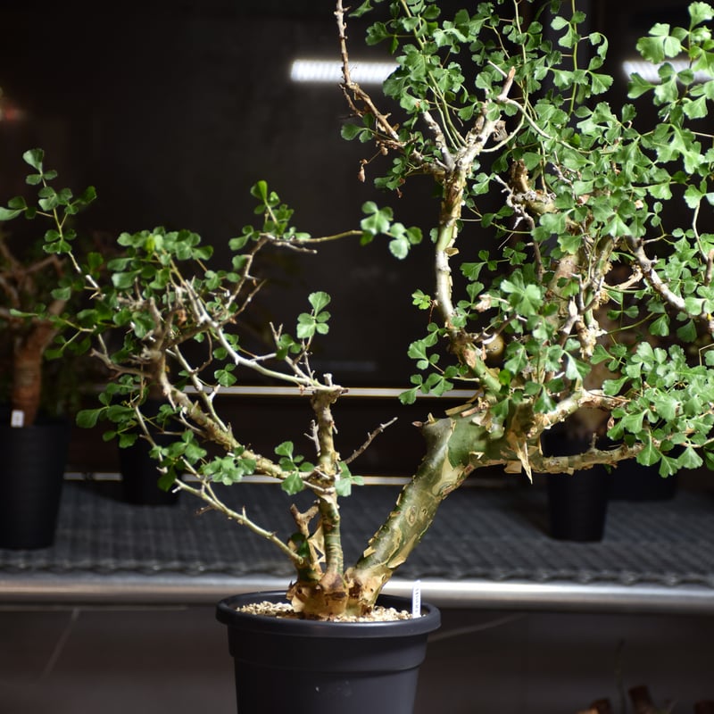 Commiphora campestris var. campestris コミフォラ カンペ