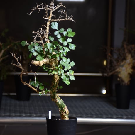 Commiphora campestris var. campestris コミフォラ カンペストリス 発根済現地株 B3