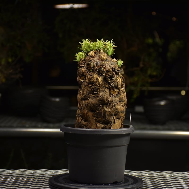 Euphorbia mlanjeana ユーフォルビア ムランジーナ 発根済現地株