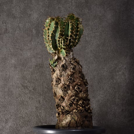 Euphorbia mlanjeana　ユーフォルビア ムランジーナ 発根済現地株 #3