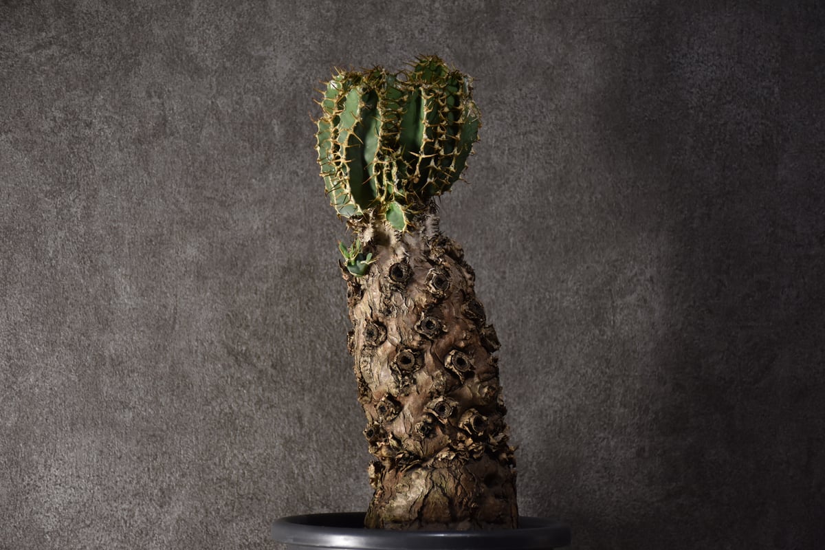 U*I様 EM28 ユーフォルビア ムランジーナ 現地球 緑葉有り U*I様 EM28