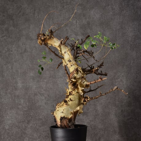 Commiphora kataf var.turkanensis コミフォラ カタフ ターカネンシス 発根済現地株 #3