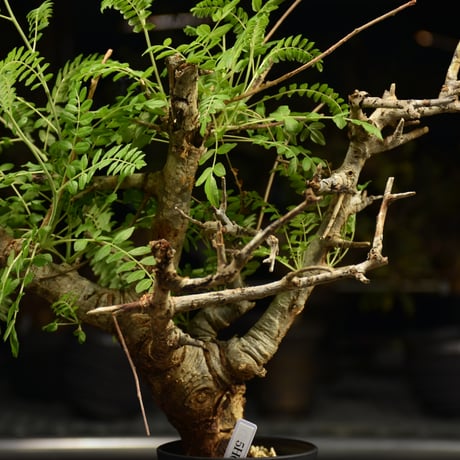 Boswellia neglecta　ボスウェリア ネグレクタ　発根済現地株　H11
