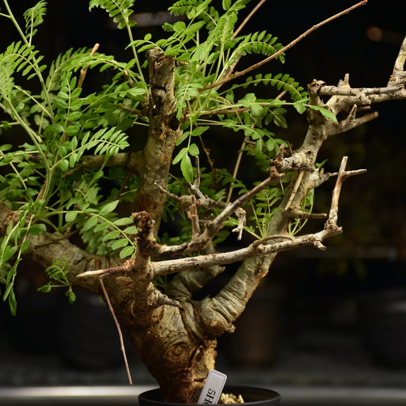 【現地株】ボスウェリア ネグレクタ 【発根済】 Boswellia neglecta ボスウェリア ネグレクタ 発根済現地株 #9