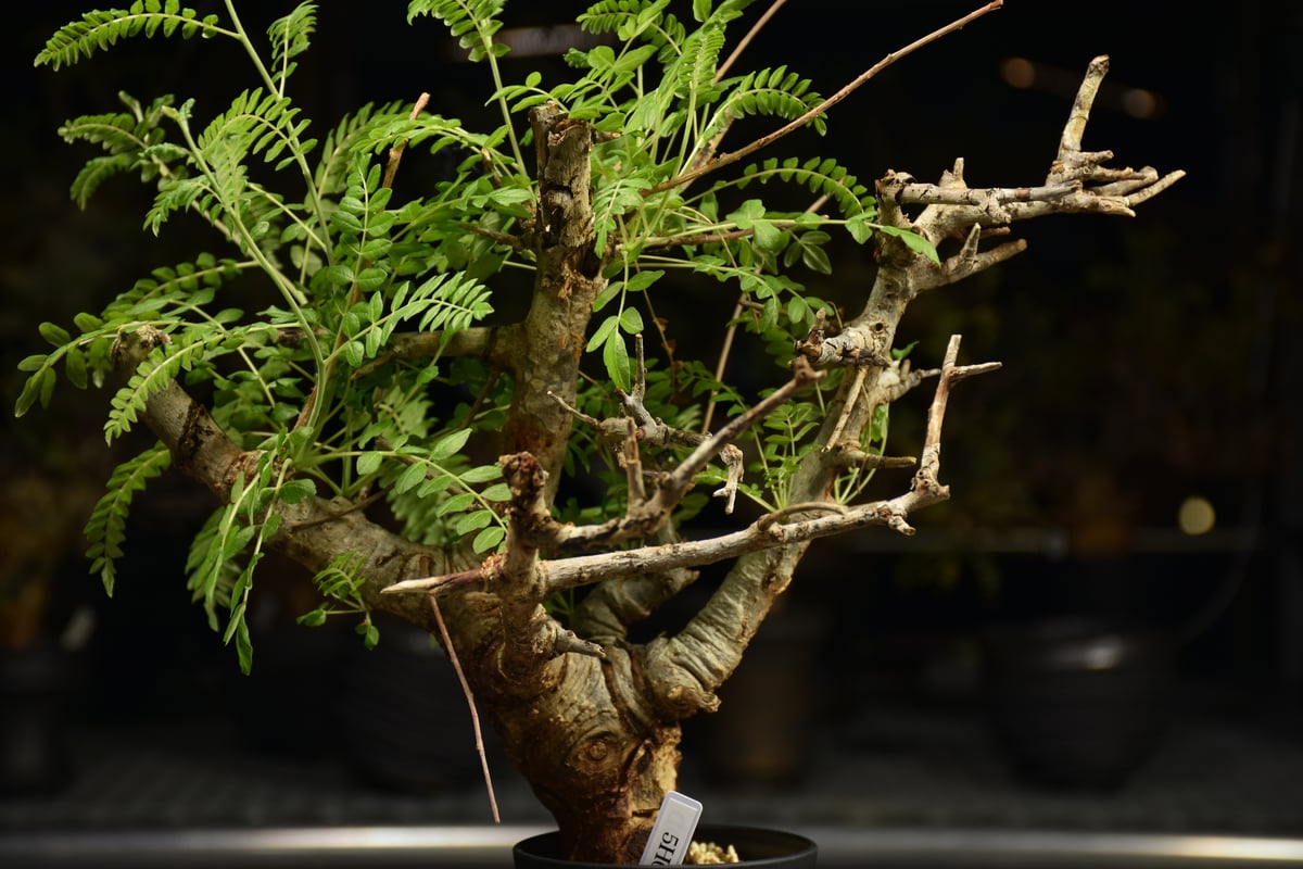 【発根済】ボスウェリア ネグレクタ Boswellia neglecta ボスウェリア ネグレクタ 発根済現地株 H11 | BO