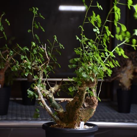 Commiphora campestris var. campestris コミフォラ カンペストリス 発根済現地株 B7
