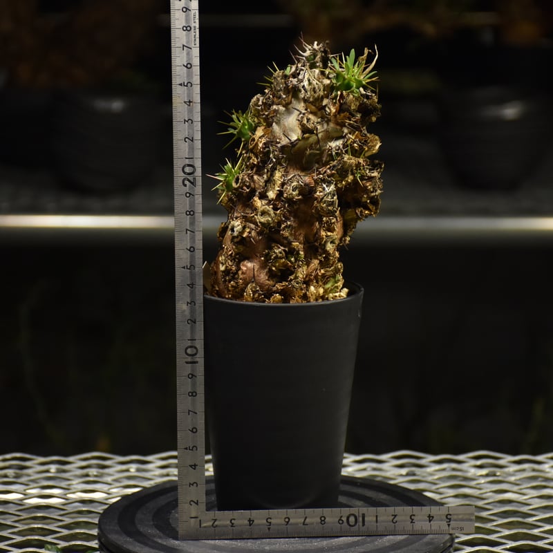 ムランジーナ発根済みです！ 現品限り】ユーフォルビア・ムランジーナ 現地株 発根済み 長期