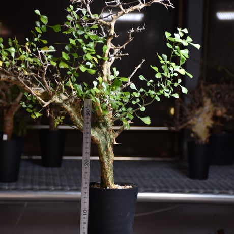 Commiphora campestris var. campestris コミフォラ カンペストリス 発根済現地株 B4