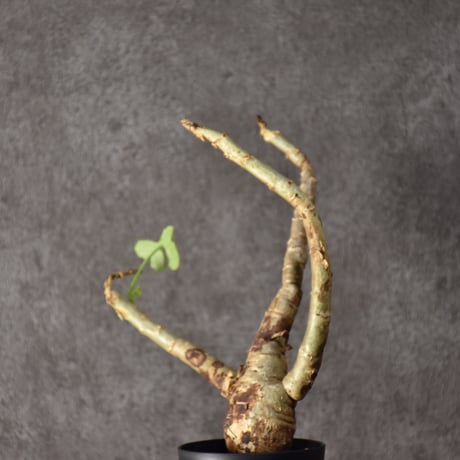 Jatropha spicata ヤトロファ スピカータ 発根済現地株 #7