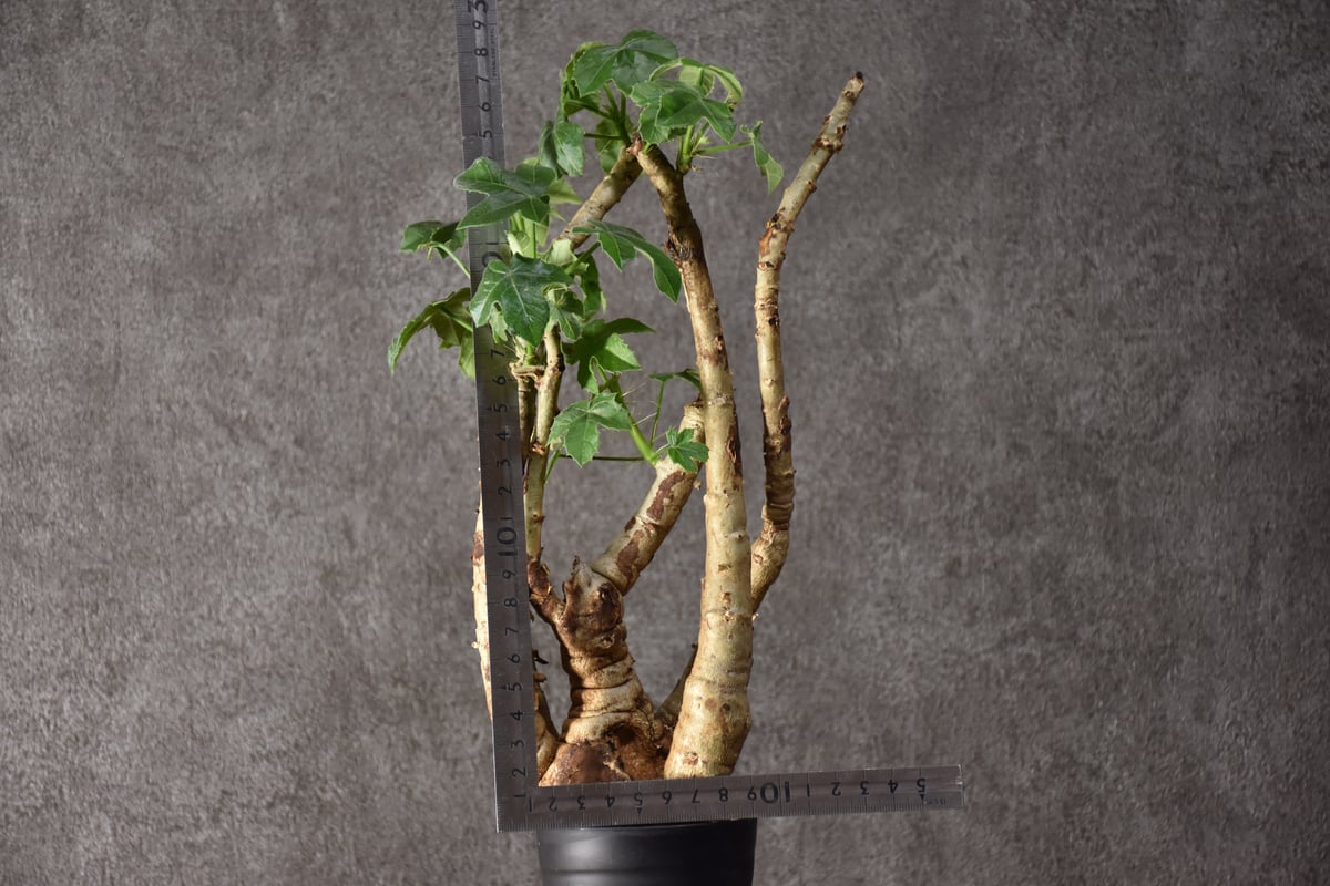 Jatropha spicata ヤトロファ スピカータ 発根済現地株 #10 | BONDEX