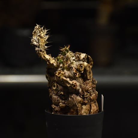 Euphorbia mlanjeana　ユーフォルビア ムランジーナ 発根済現地株 I30