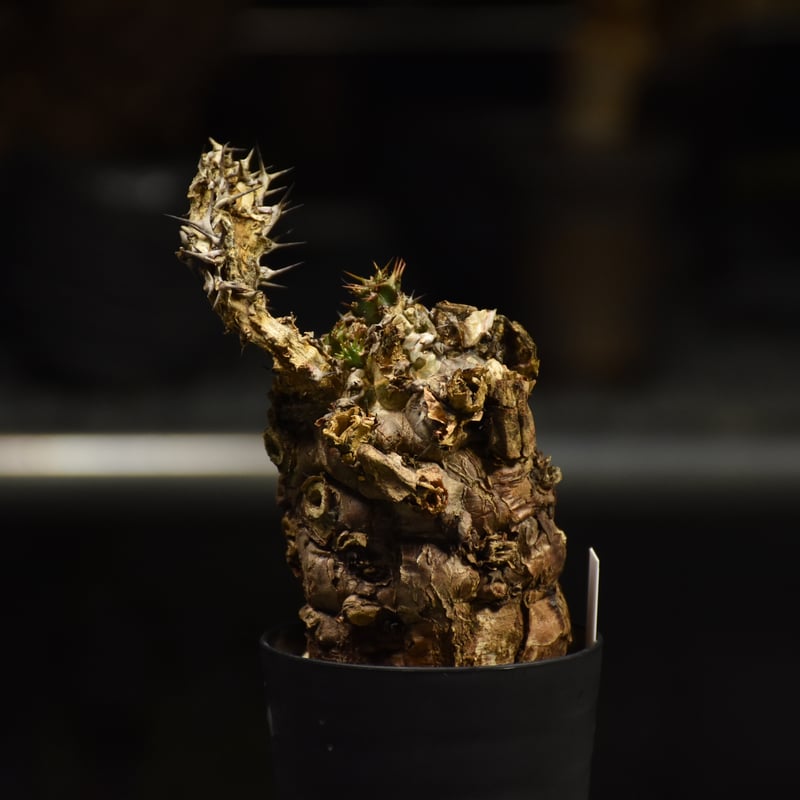 Euphorbia mlanjeana ユーフォルビア ムランジーナ 発根済現地株 I30 |