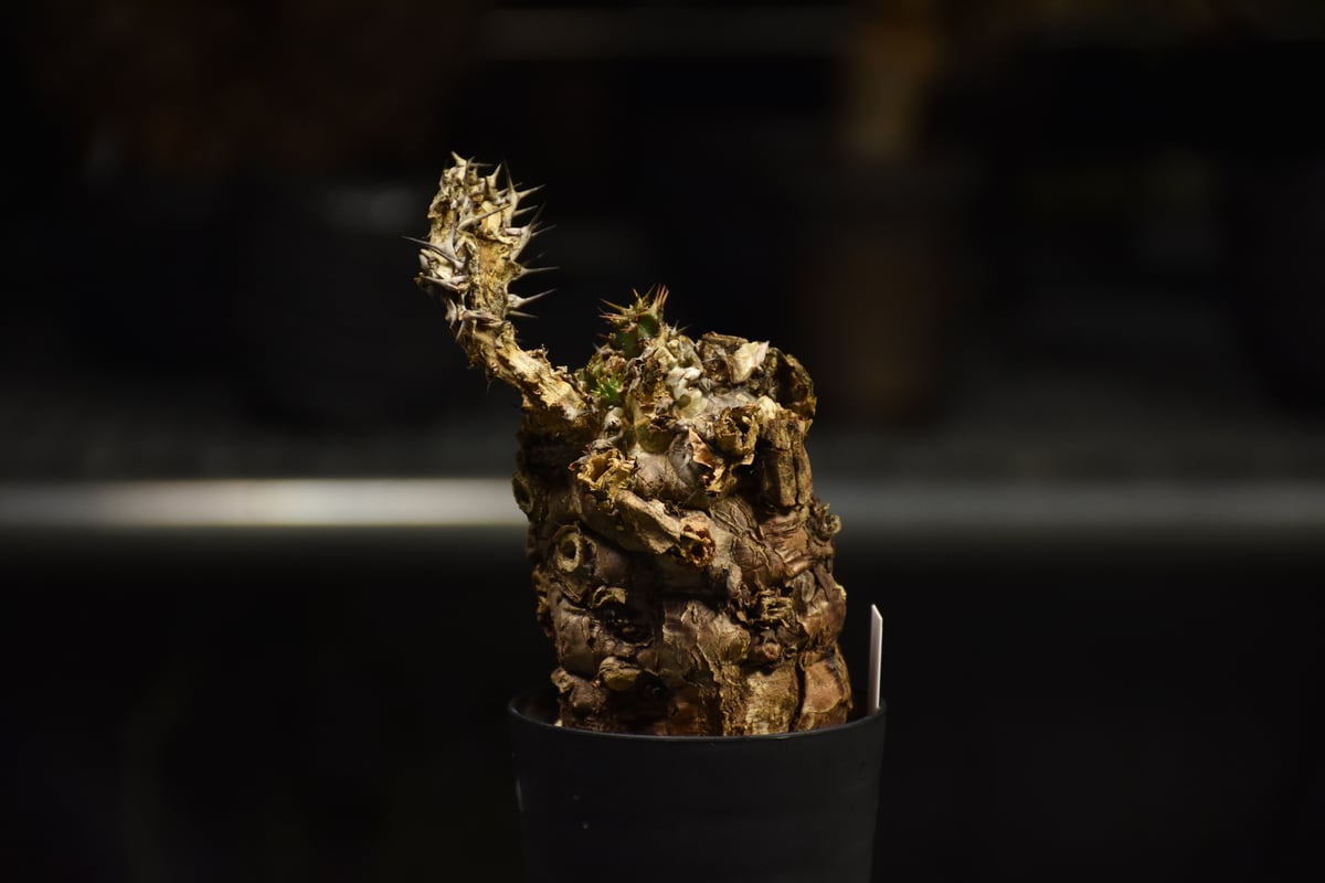 ユーフォルビア　ムランジーナ　発根済み株 ユーフォルビア ムランジーナ 発根管理中株