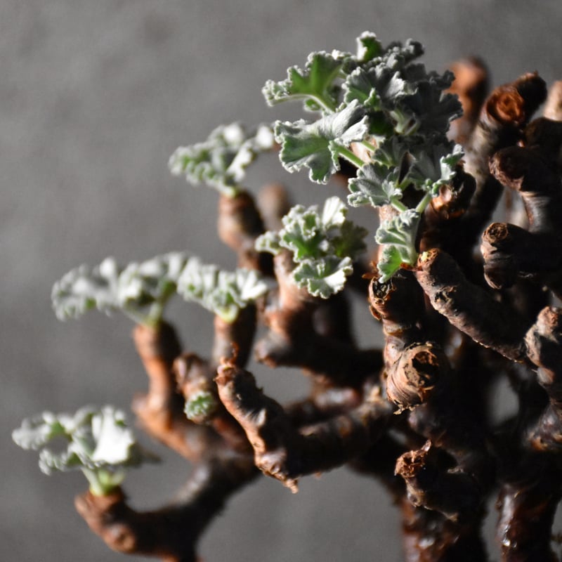 Pelargonium mirabile ペラルゴニウム ミラビレ 発根済現地株 #1 | B