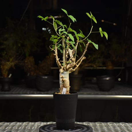 Commiphora holtziana コミフォラ ホルトジアナ 発根済現地株 H30