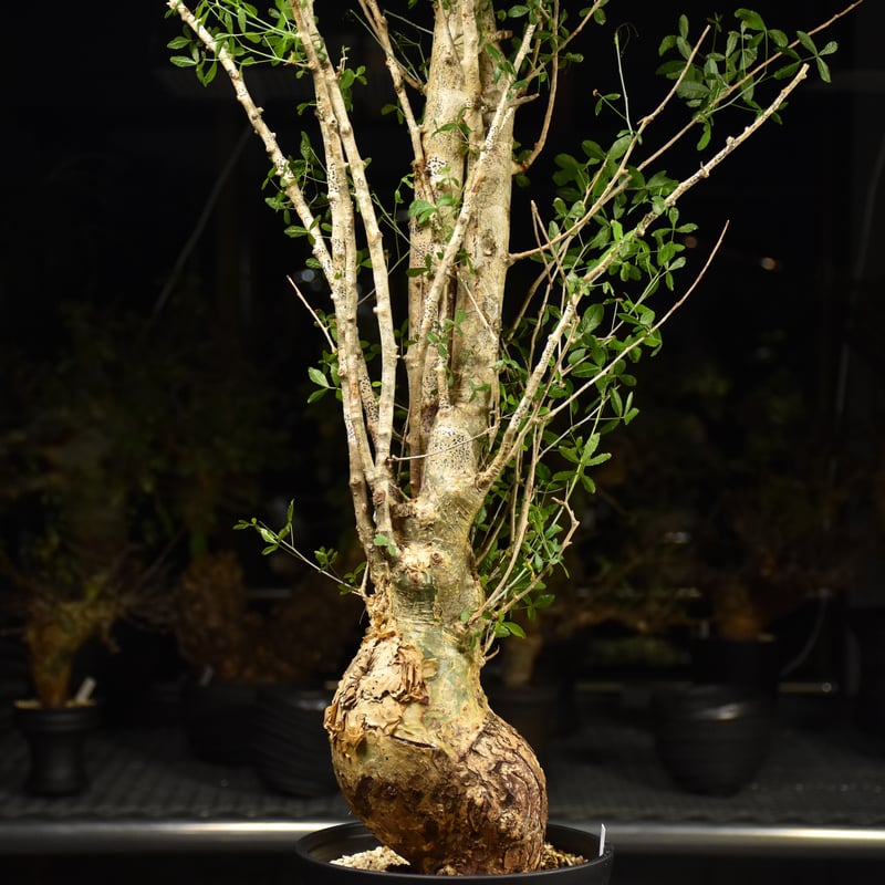 Commiphora humbertii コミフォラ フンベルティ 発根済現地株 I10 送料