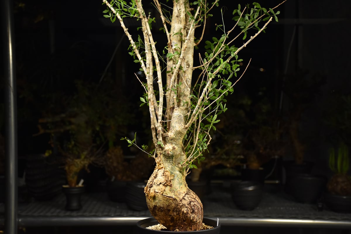 Commiphora humbertii コミフォラ フンベルティ 発根済現地株 I10 送料